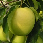 Apple Golden Delicious - DANIEL Nursery