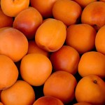 Morela Early Orange