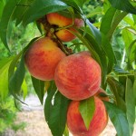 Peach Harbinger