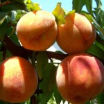 Peach Suncrest