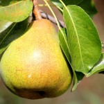 Pear Doyenne du Comice