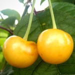 Yellow Cherry - Donissens Gold