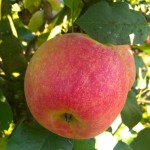 Jabłoń Szampion