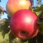 Jabłoń Wuelsa (Wealthy) stara odmiana jabłoni
