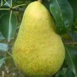Pear Carola
