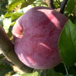 Apple Framboise d'Oberland