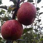 Jabłoń Red Boskoop stare odmiany jabłoni
